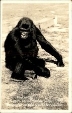 Sarasota FL Female African Mountain Gorilla c1920s-30s Real Photo Postcard bhn picture