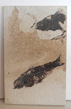 2 Fossil Fish . Wyoming Green River Formation . Dino . 50 Million Years. 6.4