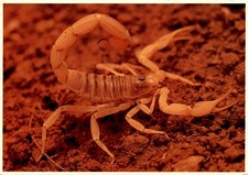 Hadrurus arizonensis, U.S., Willis Peterson, Peiley, 1303 W Postcard picture