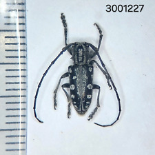 Cerambycidae sp. #1227 A1- NORTH THAILAND picture