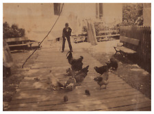 Chicken Feeding Man, Vintage Print, ca.1880 Vintage Print D&# Print picture