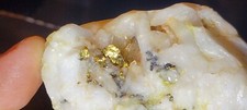 Youtube Gold Shiners Native Gold, Quartz Collector Mineral Specimen Large 19 Oz picture