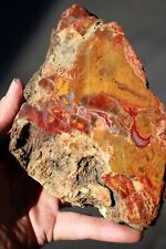 Henry Mountain Petrified Wood  • 3 lbs. 2.9 oz. picture