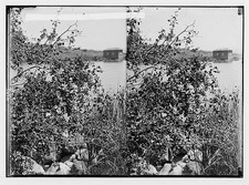 Photo:Trees and shrubs. Christ-thorn (Zizyphus Spina-Christi (L.) Wild.) picture