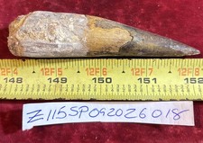 4 1/8 inch spinosaurus tooth picture