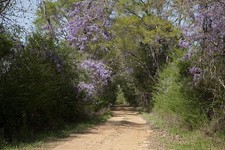 Photo:Rural Alabama 2010 Spring Dirt Road Landscape Blooming Trees picture