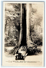 1928 Stanley Park Big Hallow Tree Vancouver BC Canada Posted RPPC Photo Postcard picture