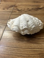 Tridacna Crocea clam shell 7 /4' complete picture