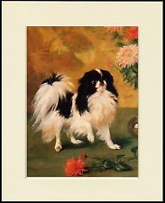 JAPANESE CHIN SPANIEL LOVELY LITTLE STANDING DOG PRINT MOUNTED READY TO FRAME picture