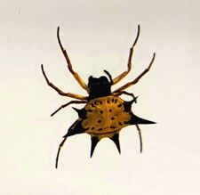 38mm Real Spiny Spider in Lucite Resin Arachnoids Taxidermy Science Education picture