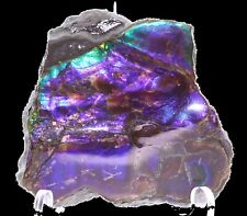 Stunning Vibrant Deep Purple Ammonite Fossil Ammolite 51 mm 35 g Canada COA 5817 picture