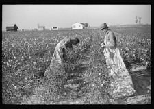 Merigold Mississippi 1939 Farmer Son Picking Cotton Sunflower Plantation FSA picture