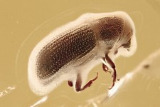 HUGE Great BARK BEETLE Fossil SCOLYTINAE Genuine BALTIC AMBER + HQ Pic 2404124 picture