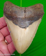 Megalodon Shark Tooth 4.64” Real Fossil -   Big XL Sharks Teeth - NO Restoration picture