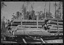 Photo:Effie Minnesota 1900s Logs on Skidway Loaded on Railway Car Logging picture