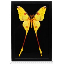 Argema mittrei MALE BLACK BACKGROUND green yellow comet moth Madagascar FRAMED picture