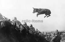 PICTURE PHOTO WW1 TRENCH DOG JUMPS 7173 picture