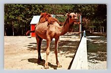 Parke County IN-Indiana, Dromedary Camel, Zoo Farm, Vintage Souvenir Postcard picture