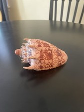 Imperial Volute Seashell picture