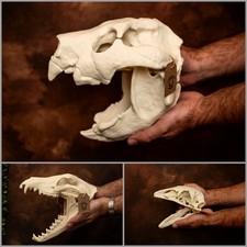 Thylacine Thylacoleo Moa Skull Set Extinct Animal Skull Replica Set picture