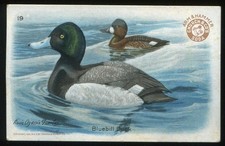 1924 Church & Dwight J8 Useful Birds of America - 4th Series #19 Bluebill Duck picture