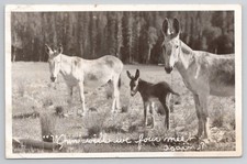 c.1938 Frashers Foto Donkey Burros Meet Again? Real Photo RPPC - Posted - A1 picture