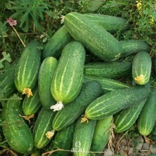 Phoenix Cucumber 20 PCS fresh seeds, Cucumis sativus organis seeds picture