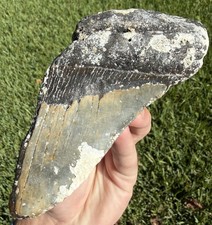 5.65” Megalodon Shark Tooth Fossil Real Shark Teeth No Restoration Partial picture