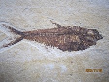 Great Diplomystus dentatus Fossil Fishes Green River Formation Wyoming picture