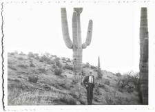 Giant SAGUARO CACTUS Vintage Old Photo Cacti Coolidge Dam Gila County Arizona🌵 picture