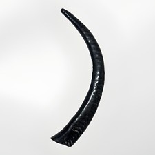 Sable Shofar Yemenite Horn XL 22”-32” Half Polished Kosher  USA picture