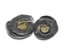 Natural Shaligram Stone / Shila AAA Quality from Gandaki River Nepal picture
