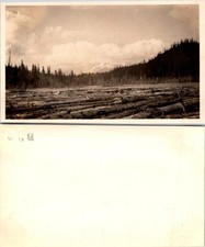 1928 Floating Logs in Lake Shannon, WA B+W Photo S0068 picture