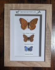 taxidermy Real British Butterflies Framed In An Oak Wooden Frame/Entomology/New picture