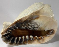 Large Horned Queen’s Helmet Conch Sea Shell, 4 lbs, 12-inch Long picture