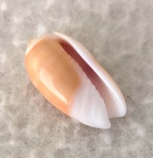 Oliva carneola f. noumeensis #5  20.4mm  GEM EXQUISITE BEAUTY from New Caledonia picture