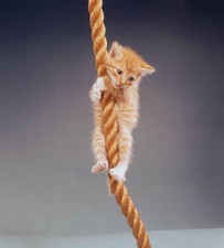 Ginger kitten clings desperately to a hanging rope circa 1960 Old Photo picture