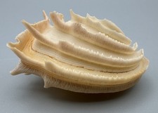 Bassina disjecta Callanaitis 51.92mm Wedding Cake Sea Shell Tasmania with Data picture
