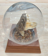 Vintage Taxidermy Western Diamondback Rattlesnake Rattle Snake Head Paperweight picture