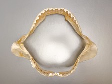 Large 16” Tiger Shark Jaw Clean Educational Taxidermy Set Jaws Natural Teeth picture