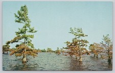 Vintage Cypress Trees on Lake Mattamuskeet Photochrome Postcard picture