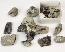 Juvenile Maiasaura Vertebra Process Prep Projects - Two Medicine - Teton Co., MT picture
