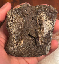 Nice Large Dinosaur Vertebra Bone Fossil Cloverly Formation? picture