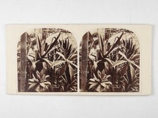 Interior Aloe Cactus House Kew Gardens Stereoscopic Magazine 1858 Stereoview picture