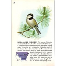 Black-Capped Chickadee Its Call Is Its Name 1964 Bird Book Plate Print SAI5-H2 picture