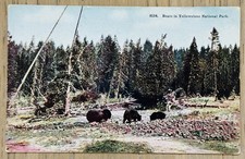 BLACK BEARS Yellowstone National Park WY Postcard VTG 1920s UNPOSTED Tammen 8154 picture