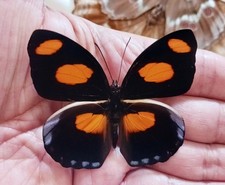 CATONEPHELE NUMILIA A1 AMAZING BUTTERFLY UNMOUNTED WINGS CLOSED LOT OF 5 picture