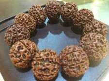 8 Mukhi / Face 18mm Diameter Rudraksha Bracelet Java Indonesia Jenitri Beads picture