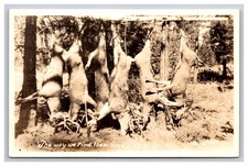 RPPC Hunters Hanging Whitetail Deer Bucks, The Way We Find Them Here, Postcard picture