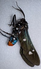 JS 10 - Polka Dotted Wasp Moth - Syntomedia epilais 2 picture